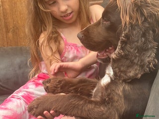 Cocker Spaniel dogs 💛Loving Home Wanted for a Special Dog - Advert 6