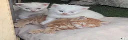 Mixed Breed cats for sale: Premium kittens - Advert 6