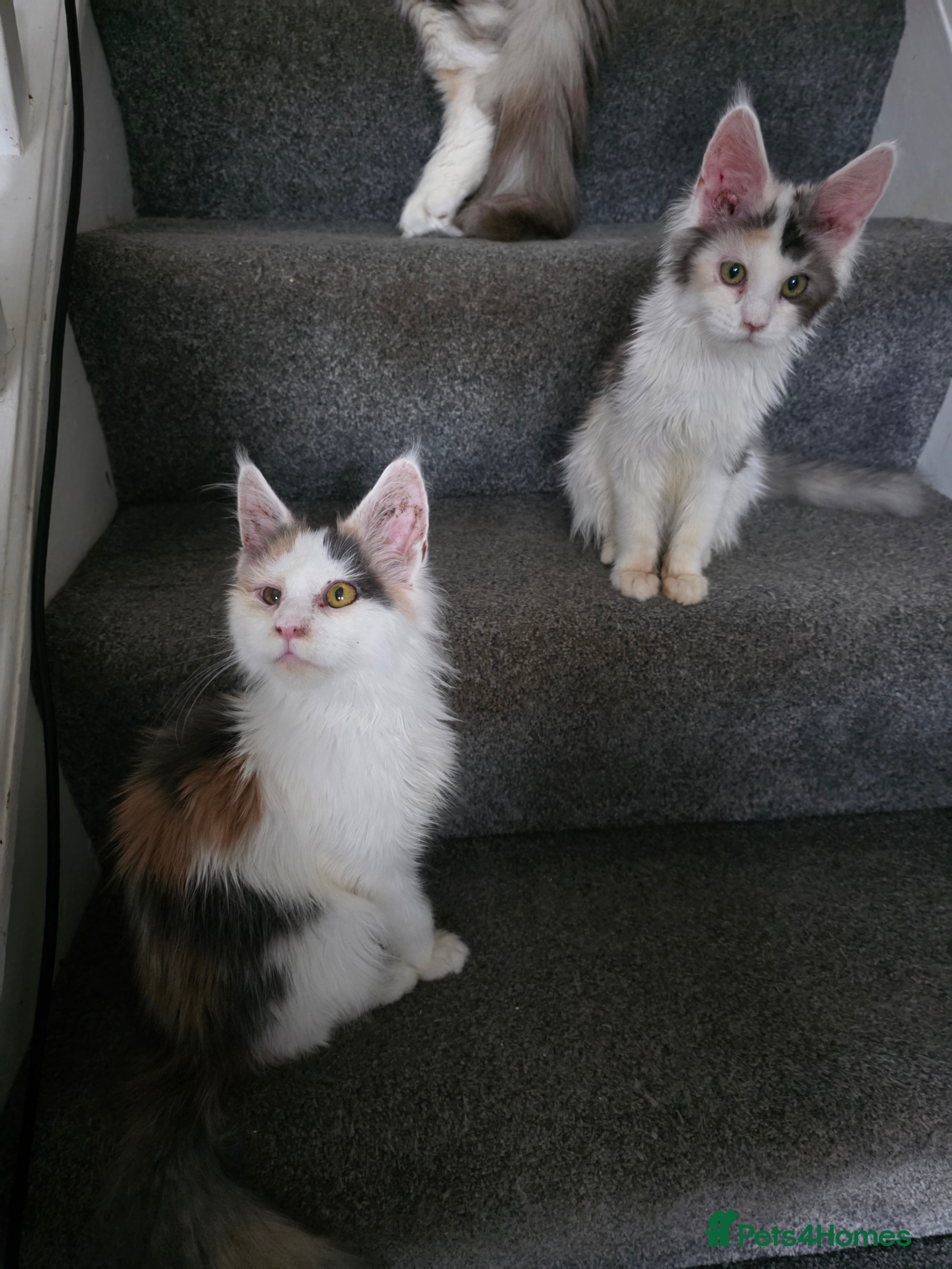 Maine Coon cats MAINE COON KITTENS PRICE IS FOR BOTH - Advert 12