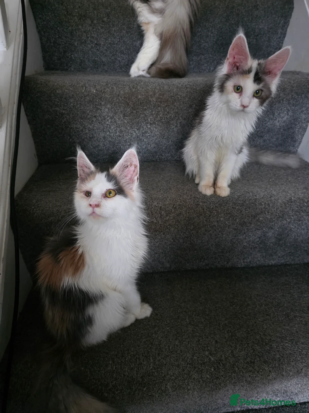 Maine Coon cats for sale: MAINE COON KITTENS PRICE IS FOR BOTH - Advert 1
