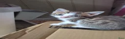 Domestic Shorthair cats for sale: Beautiful kittens - Advert 9