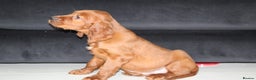 Irish Setter dogs for sale: Beautiful KC registered health tested parents - Advert 10