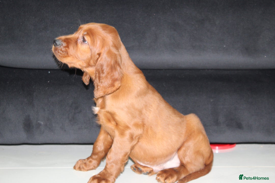 Irish Setter dogs for sale: Beautiful KC registered health tested parents - Advert 10