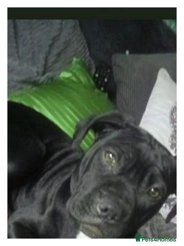American Bully dogs ** RUBYS RED ** - Advert 1