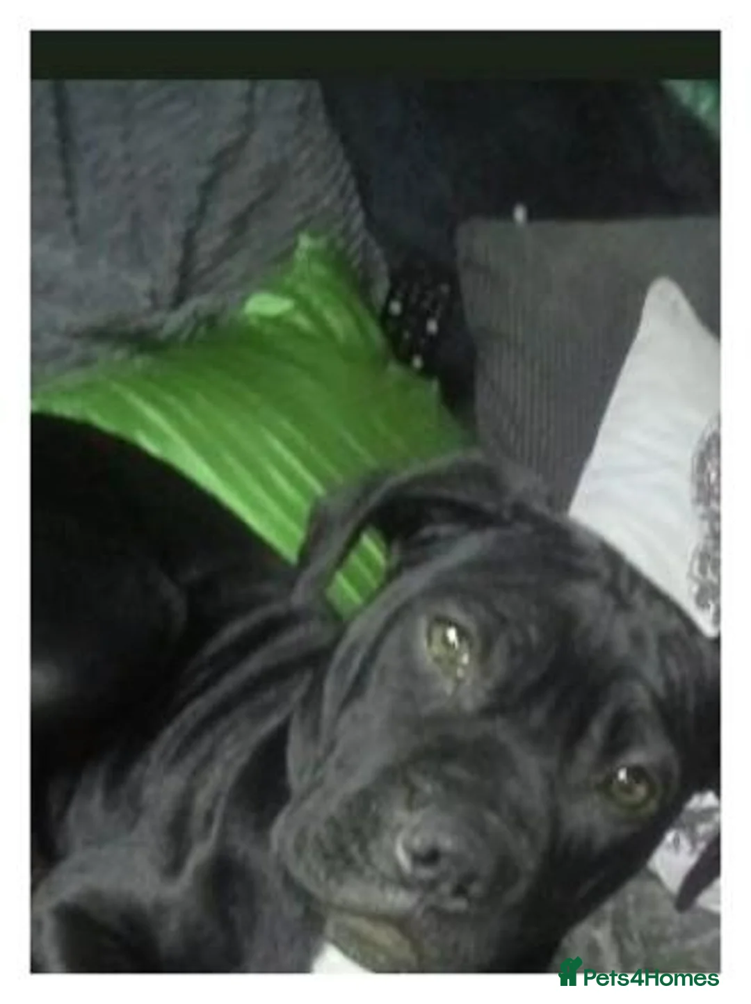 American Bully dogs for sale: ** RUBYS RED ** in Carlisle - Advert 1