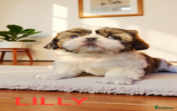 Shih Tzu dogs for sale: 💕🐶💕 STUNNING SHIH TZU 💕🐶💕 - Image 12