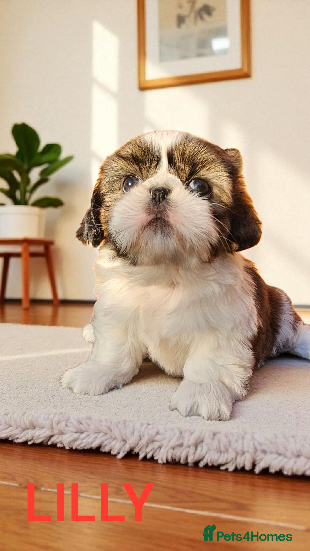 Shih Tzu dogs for sale: 💕🐶💕 STUNNING SHIH TZU 💕🐶💕 - Image 12