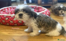 Shih Tzu dogs for sale: 5 Adorable Shih Tzu Pups - Image 5