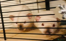Rat rodents for sale: Siamese dumbo rats - Image 1