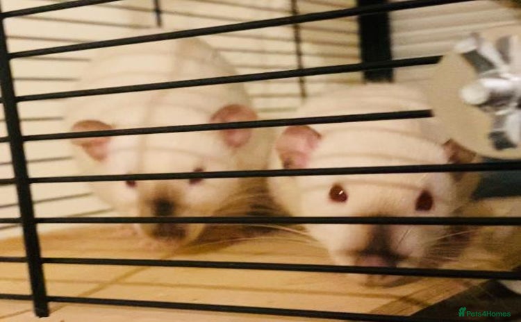 Rat rodents - Advert 15