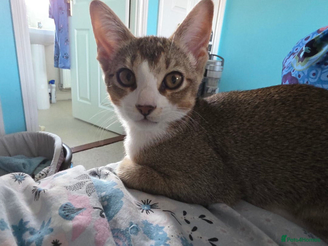 Singapura cats for sale: Accidental Singapura x Abyssinian x Moggie in Lowestoft - Image 11