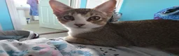 Singapura cats for sale: Accidental Singapura x Abyssinian x Moggie in Lowestoft - Advert 13