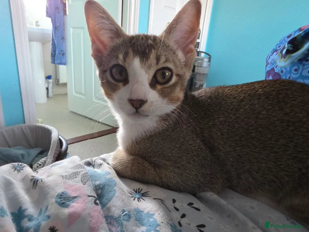 Singapura cats for sale: Accidental Singapura x Abyssinian x Moggie in Lowestoft - Advert 13