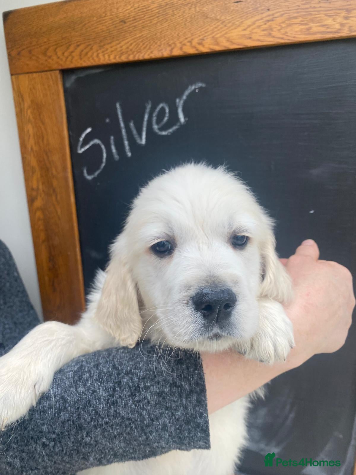Golden Retriever dogs Beautiful Golden Retriever Puppies - Advert 2