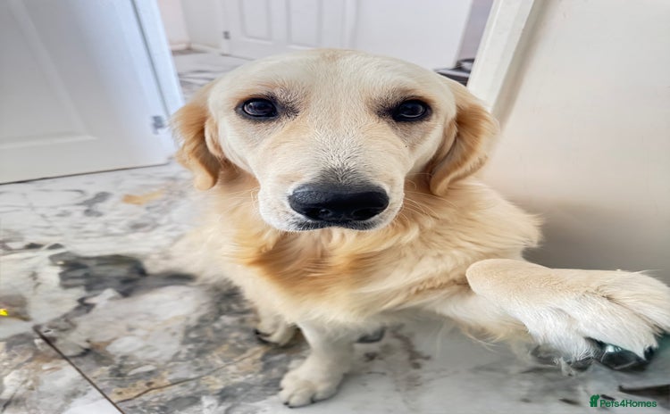 Golden Retriever dogs - Advert 1