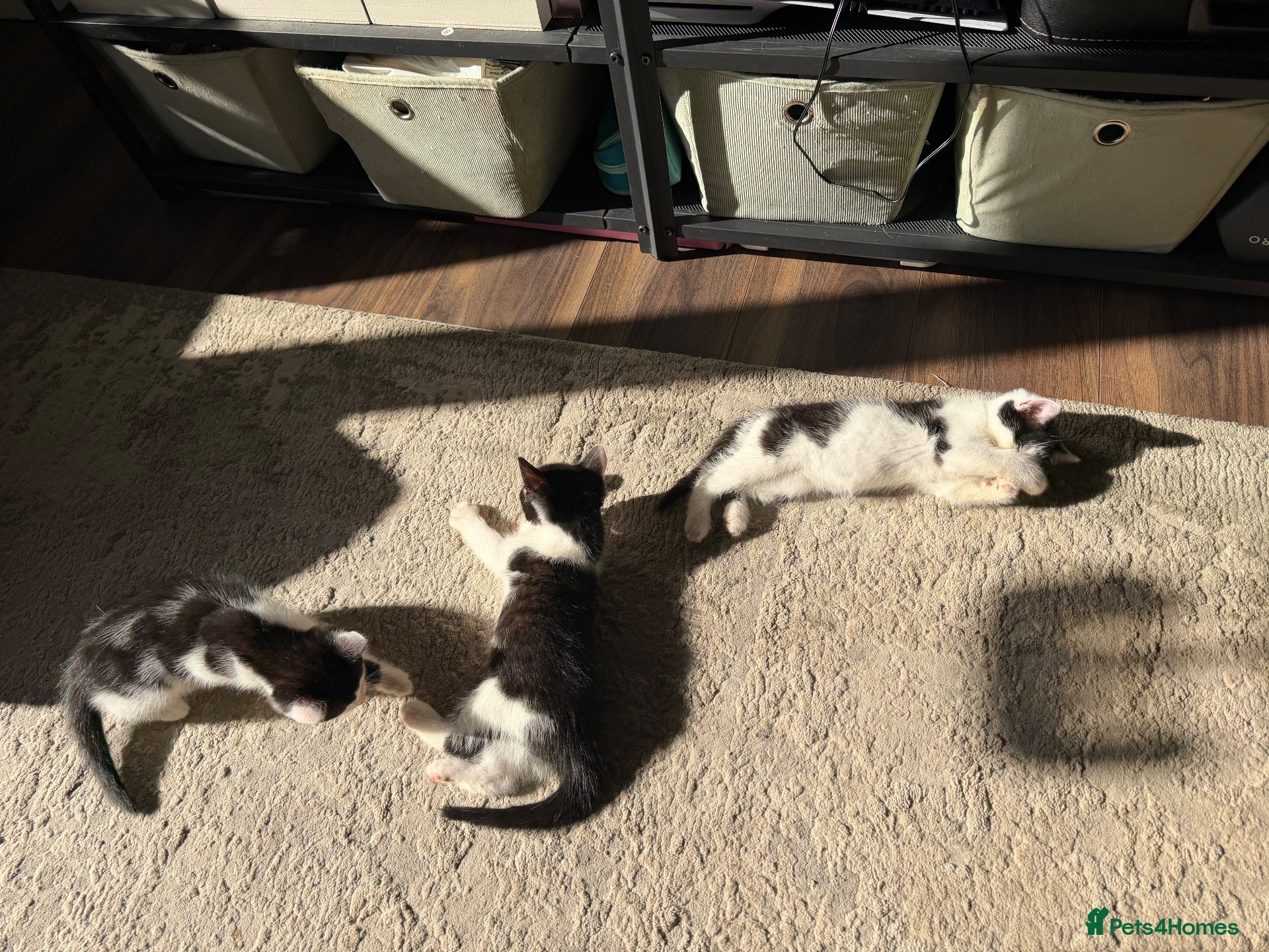 Mixed Breed cats Black and white male kittens  - Advert 1