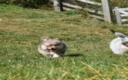 Pomsky dogs for sale: Merle Genuine Toy Size  Pomsky Puppies - Image 13