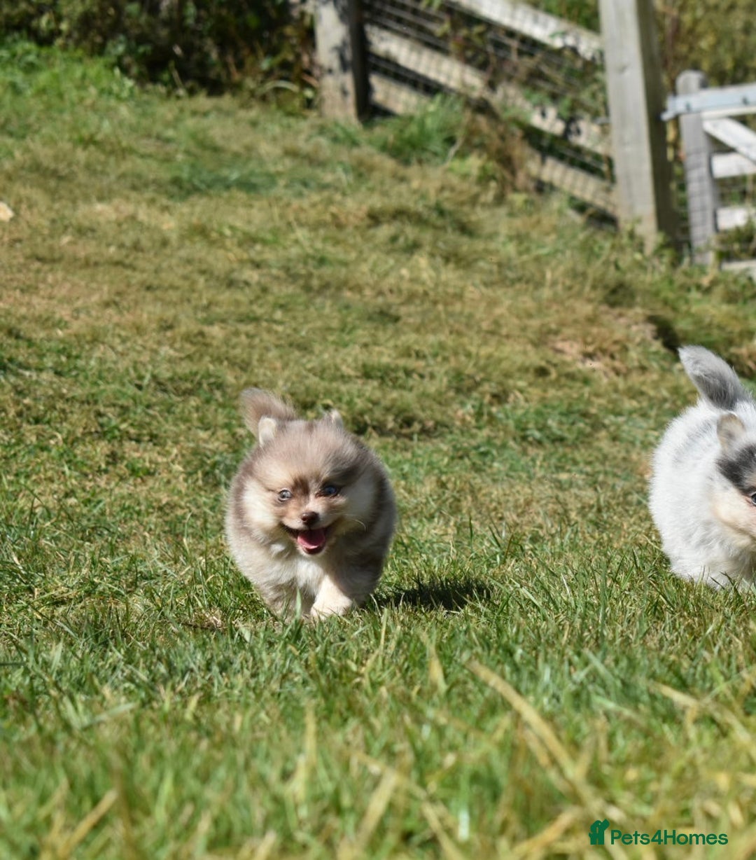 Pomsky dogs for sale: Merle Genuine Toy Size  Pomsky Puppies - Image 13