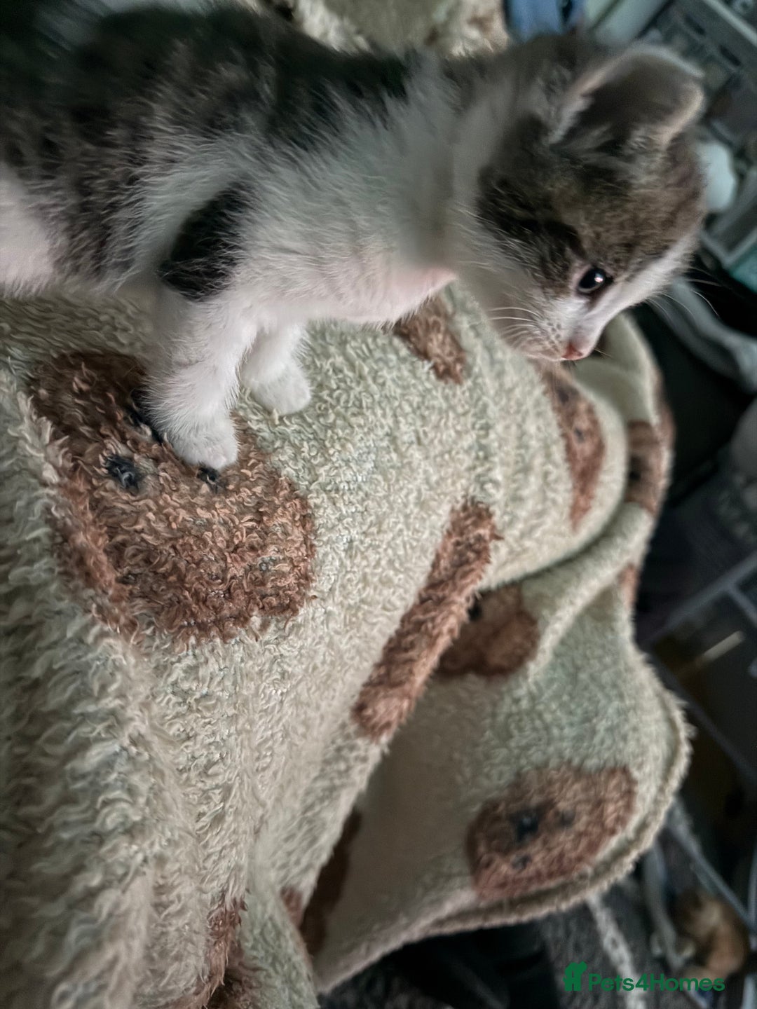 Mixed Breed cats for sale: Stunning kittens ready for new homes  - Advert 19