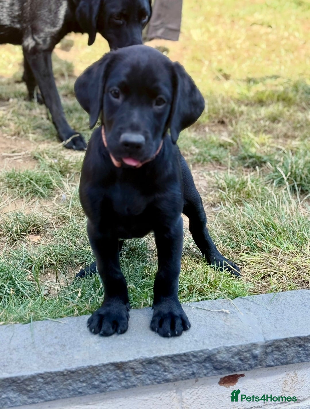 Labrador Retriever dogs for sale: Fantastic KC registered litter from FTCH lines - Image 2