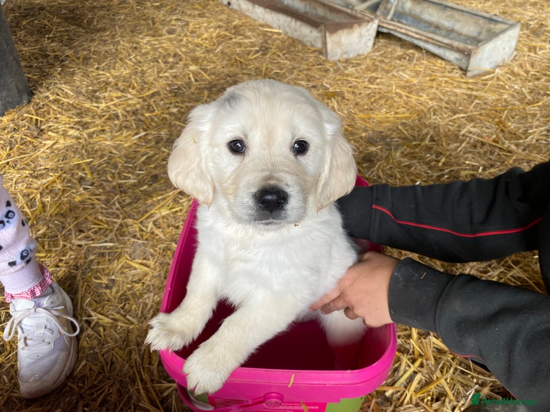 Golden Retriever dogs for sale: Golden retriever puppies for sale - Image 11