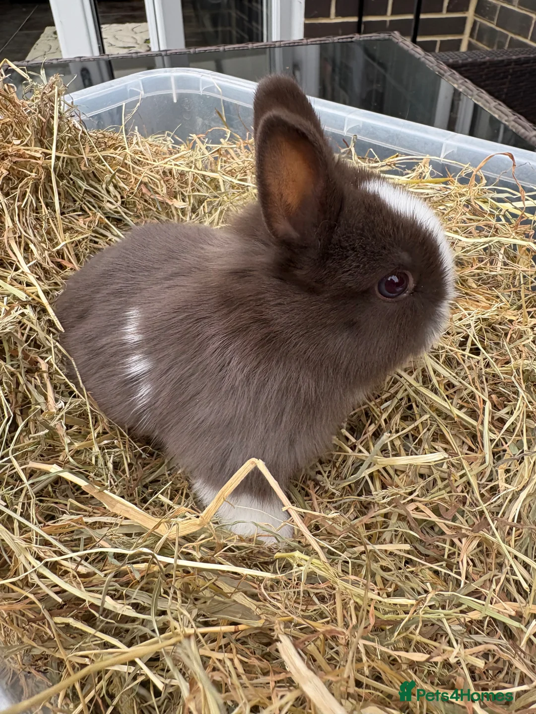 Netherland Dwarf rabbits for sale: 4 Pure Netherland dwarf babies  - Advert 2
