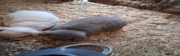French Lop rabbits for sale: Pure french lop giant rabbits for sale - Advert 3