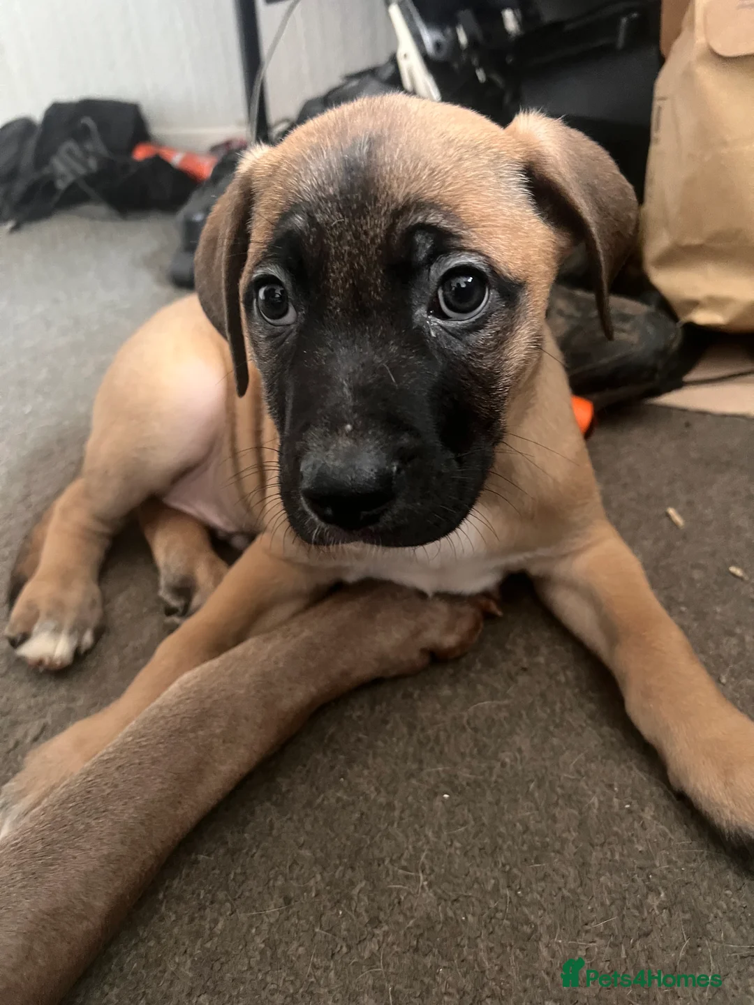 Mixed Breed dogs for sale: 8 Beautiful Mastiff x Staff x Black Mouth Cur Pups - Advert 26