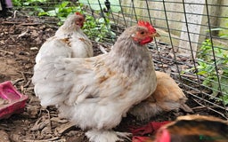 Chickens poultry for sale: ** Stunning friendly Pekin Cockerals available **  - Image 5