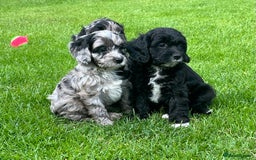 Cavapoo dogs for sale: Stunning Cavapoo puppies - Image 6