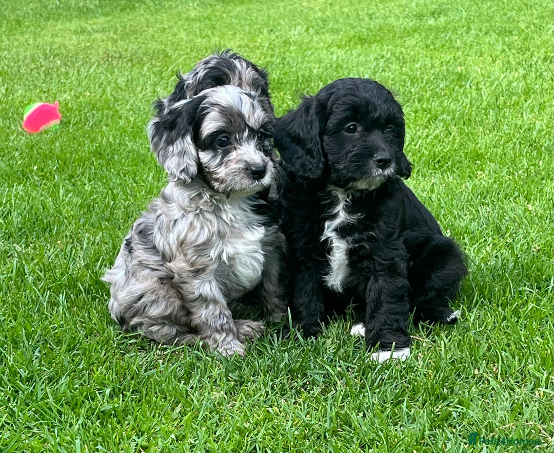 Cavapoo dogs for sale: Stunning Cavapoo puppies - Image 6