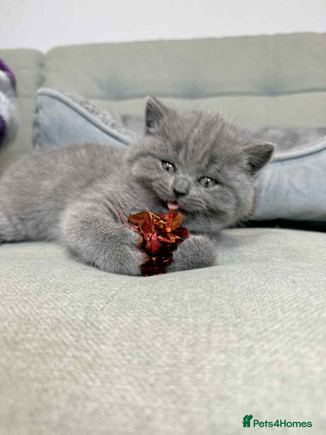British Shorthair cats for sale: Chunky British Shorthair Blue Kittens 🐱💙 - Image 28