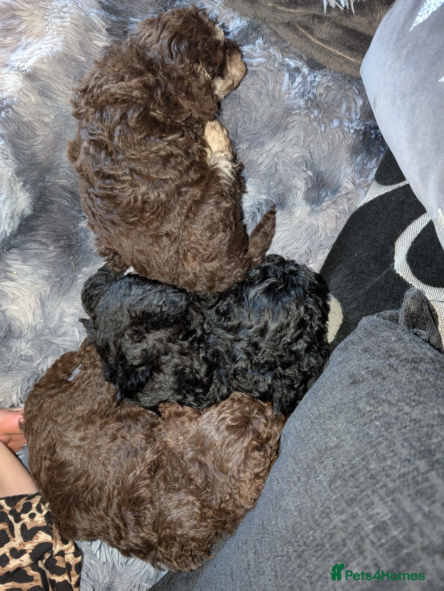 Labradoodle dogs 🐾Stunning adorable F1BB Mini Labradoodle Pups🐾  - Advert 2