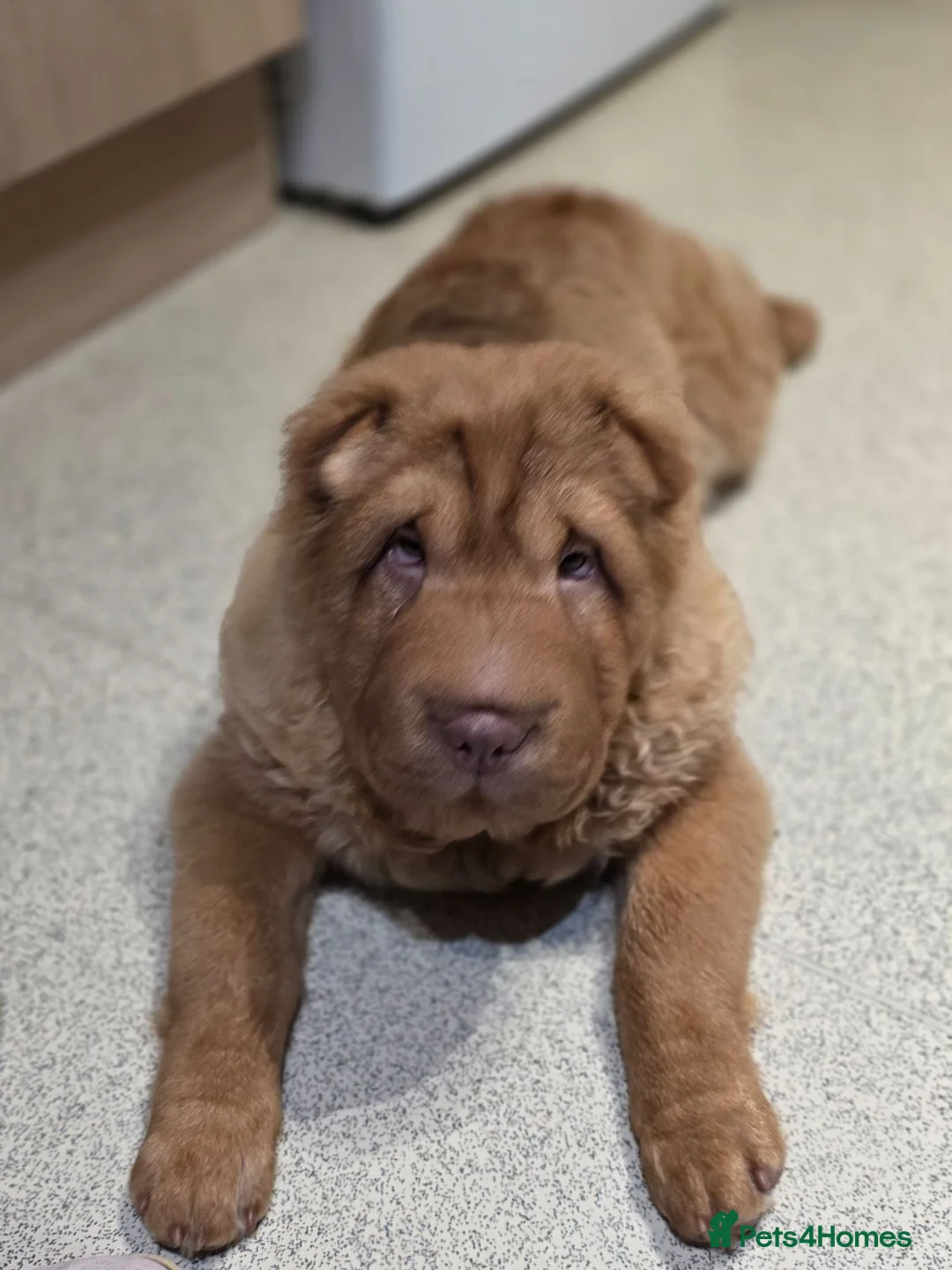 Shar Pei dogs for sale: Bear coat shar pei in Ripon - Advert 2