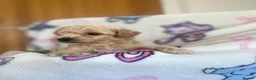 Poochon dogs for sale: 💙🌸Beautiful apricot F1 poochon puppies🌸💙 - Advert 14