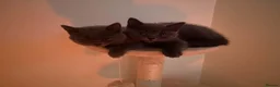 British Shorthair cats for sale: British Shorthair Blue Boys - Advert 5