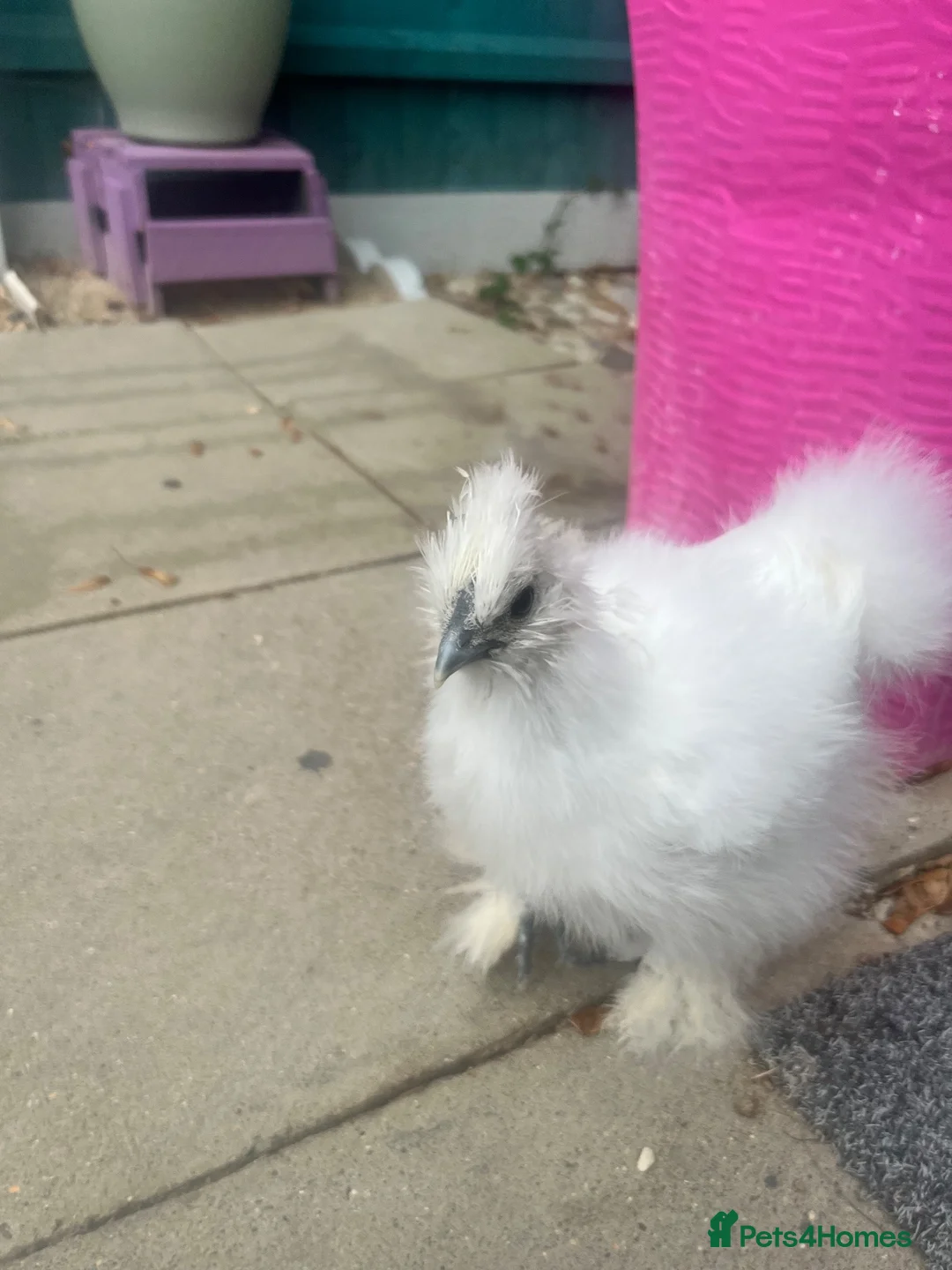 Chickens poultry for sale: White silkie chick  - Advert 5