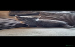 British Shorthair cats for sale: ✨️stunning brittish Shorthair kittens✨️ - Advert 6