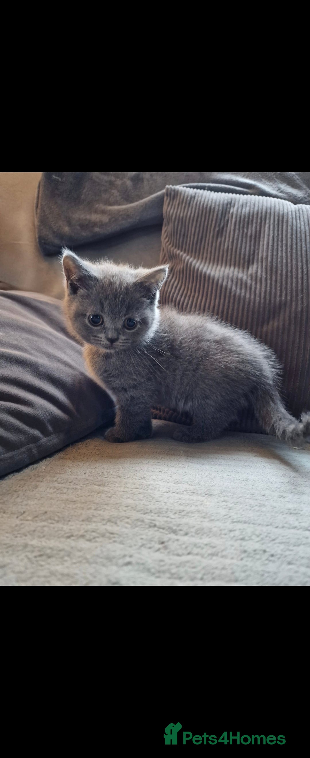 British Shorthair cats for sale: ✨️stunning brittish Shorthair kittens✨️ - Advert 6