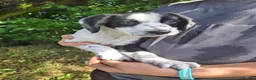 Mixed Breed dogs for sale: Border Collie x Cocker Spaniel  - Advert 4