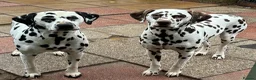 Dalmatian dogs for sale: KEEKEEDALS. Est 14yrs.  - Advert 12