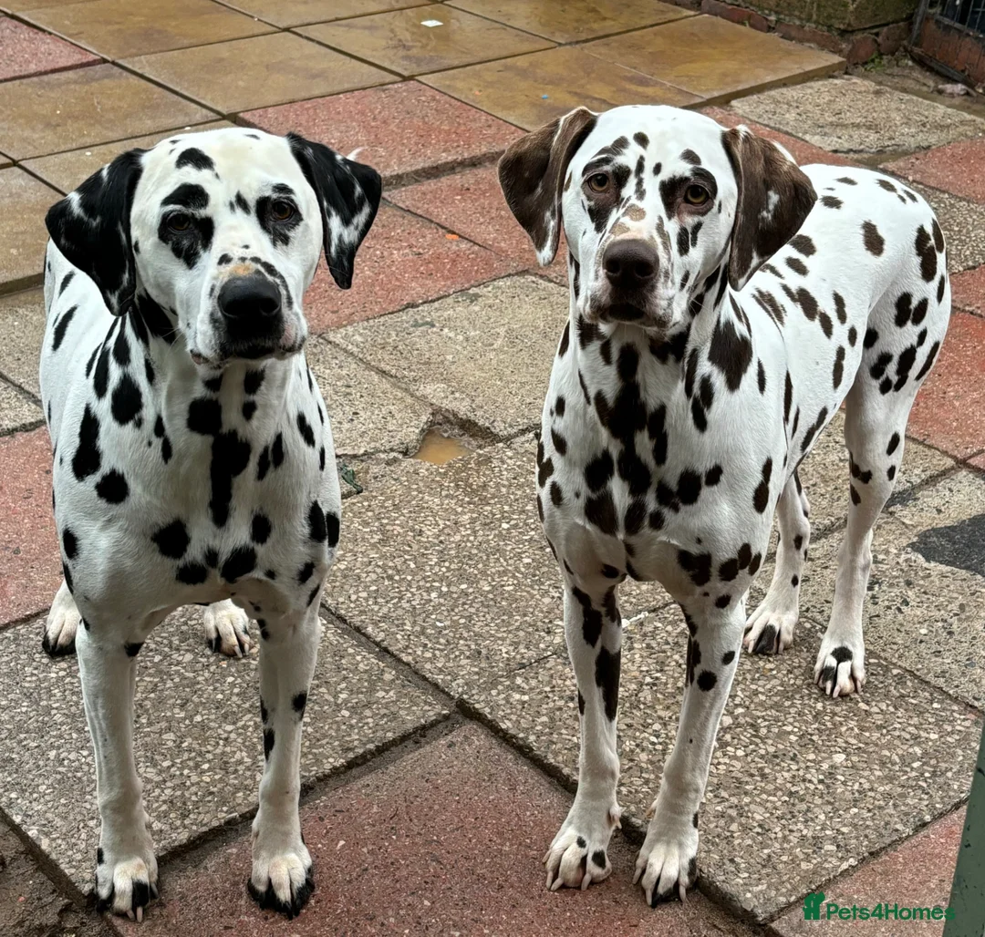Dalmatian dogs for sale: KEEKEEDALS. Est 14yrs.  - Advert 12