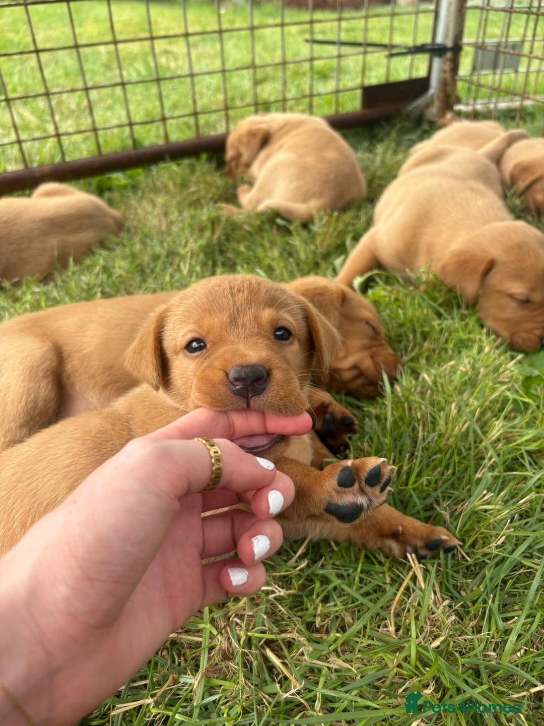 Labrador Retriever dogs for sale: Labrador retriever  - Image 12