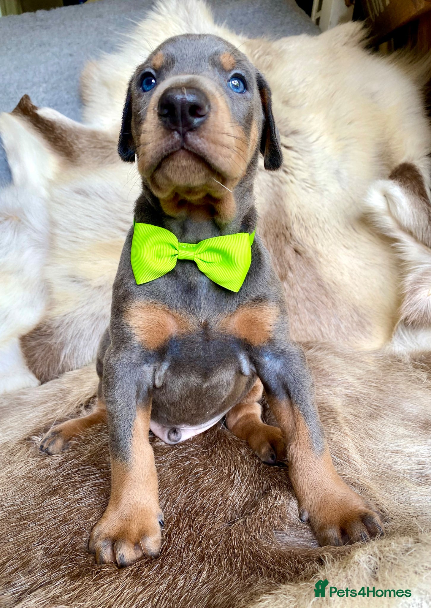 Dobermann dogs for sale: *KC REGISTERED* HEALTH TESTED DOBERMAN PUPPIES - Advert 32