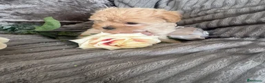 Maltipoo 2