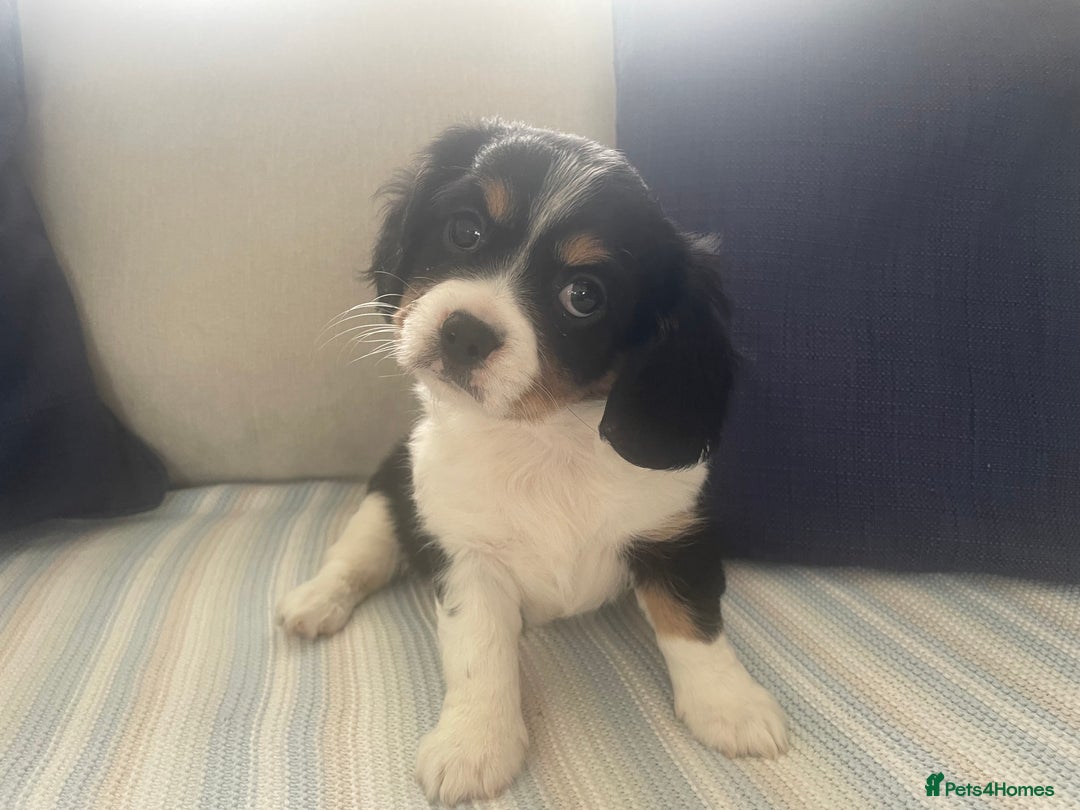 Cavachon dogs for sale: Cavachon puppies  - Image 13
