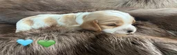 Cocker Spaniel dogs for sale: Health tested parents orange roan show type  - Advert 11