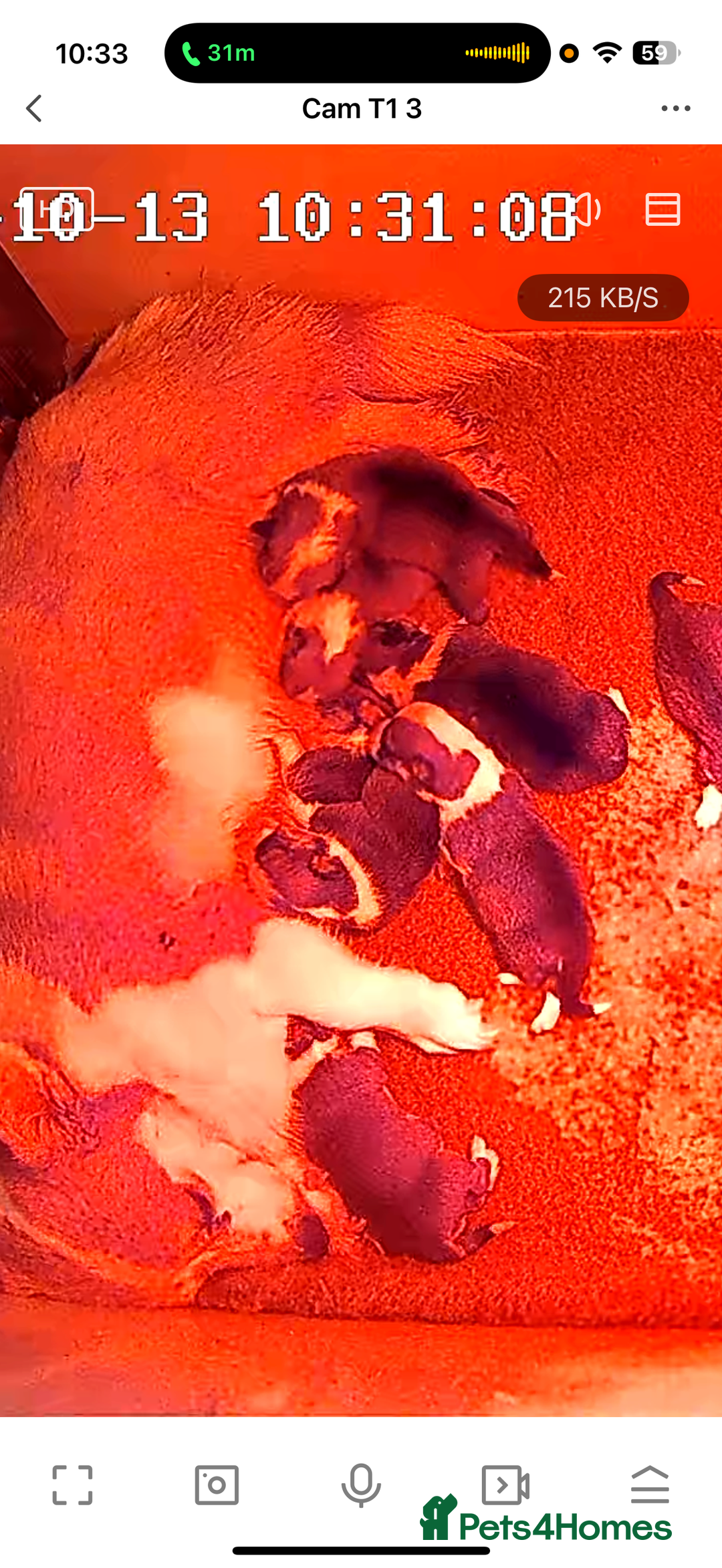 Welsh Corgi Pembroke dogs for sale: Kc reg Pembroke corgi babies available  - Image 8