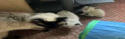 Ragdoll cats for sale: Beautiful full ragdoll kittens  - Advert 1
