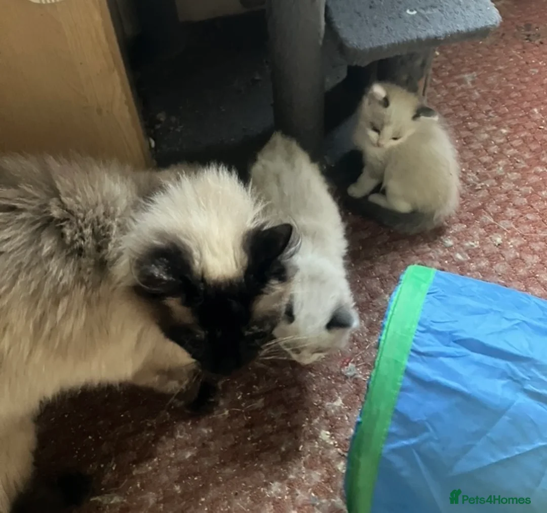 Ragdoll cats for sale: Beautiful full ragdoll kittens  - Advert 1